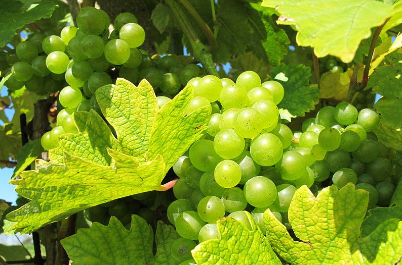 Hroznové víno na vinici mezi Klentnicí a Pavlovem, okres Břeclav - wikipedia commons - autor: Huhulenik