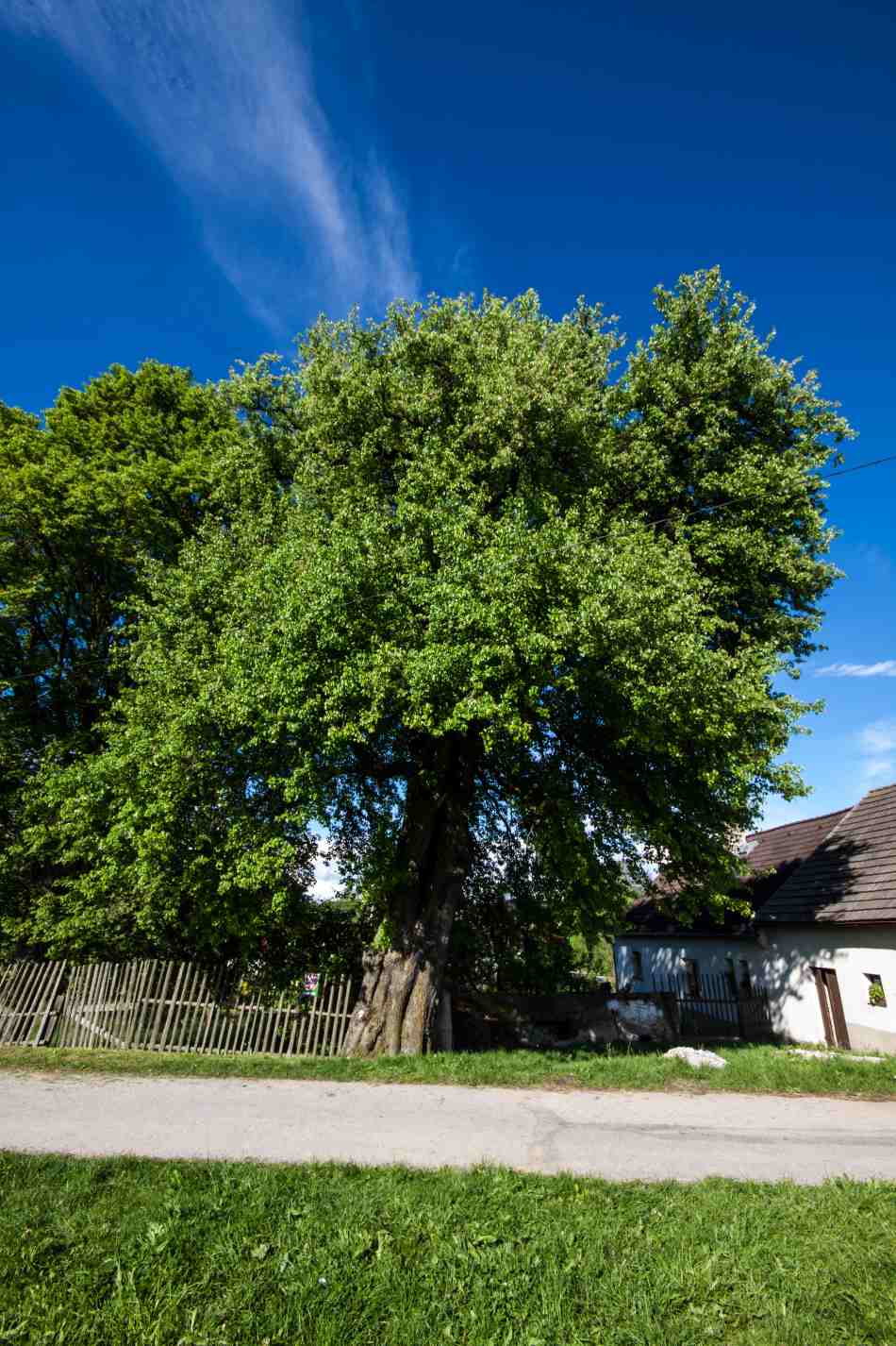 Hrušeň v Dolní radouni - památný strom