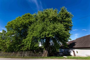 Hrušeň v Dolní Radouni - památný strom