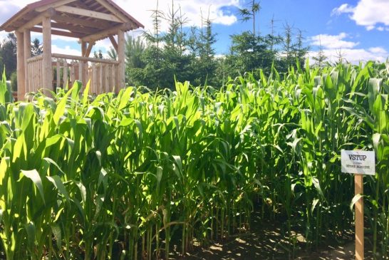 Léto v kukuřici v Roseči začíná 29. června