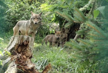 Zoo Hluboká vyhlašuje fotosoutěž „V ZOO JAKO V DIVOČINĚ“